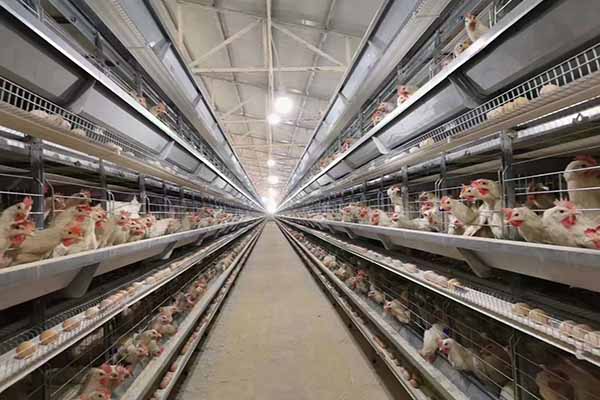 where to buy affordable poultry battery cage equipment