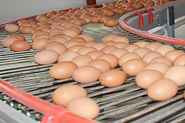 how to increase egg production efficiency in poultry farming