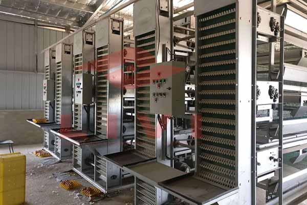 Automatic egg collection system for commercial poultry farm